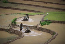 Los campos en terrazas en Khun Ha, distrito de Tam Duong, provincia vietnamita de Lai Chau, se encuentran en la siembra, gracias a las lluvias. (Foto: VNA)