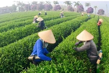 Exportaciones del té de Vietnam crecieron 30 por ciento en primer semestre de 2024