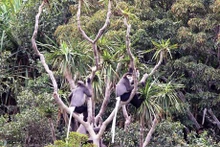 El mono vestido de patas negras, una especie rara de primate que vive en la Reserva de la Biosfera de Nui Chua, debe ser protegido. (Fotografía: VNA)