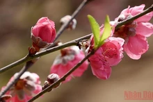 La aldea de flor de durazno de Nhat Tan, en Hanói. (Fotografía: Nhan Dan)