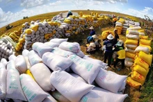 El arroz vietnamita se está beneficiando de los acuerdos de libre comercio. (Foto: VNA)