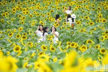 Campo de girasoles en Ecopark fascina a fotógrafos aficionados