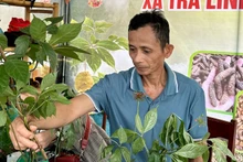 El festival tiene por finalidad promover la marca de Ginseng Ngoc Linh. 
