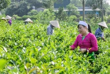 Desarrollo de economía verde, “oportunidad dorada” para mejorar bienestar social. (Foto: VNA)