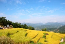Temporada dorada en Binh Lieu. (Foto: baoquangninh.vn)