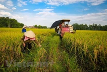 El sector agrícola aporta 7,82 mil millones de dólares al superávit comercial de Vietnam. (Fotografía: VNA)