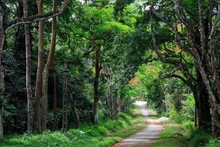 El Parque Nacional de Cuc Phuong en la provincia de Ninh Binh. (Fotografía: VNA)