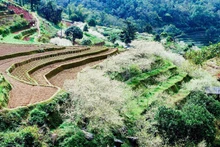 Campos de flores del ciruelo en la comuna de Tat Nga, distrito de Meo Vac, Ha Giang. (Fotografía: VNA)