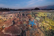 Las alfombras de coral emergen cuando la marea retrocede en Hon Yen, Phu Yen. (Foto: Nguyen Ngoc Thien)