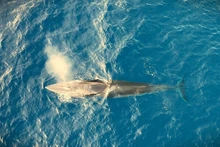La ballena, de ocho metros de largo y de unas dos toneladas de peso.