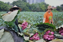 El oficio de elaborar té con aroma de loto Quang An
