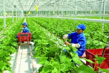Puntos destacados del sector agrícola de Vietnam en 2023