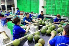 Cadena de envasado de pomelo de piel verde en la comuna de Phuoc Trung My, distrito de Mo Cay Bac, provincia de Ben Tre. (Foto: VNA)