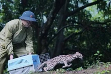 Libera una especie silvestre a su hábitat.(Foto: VNA)
