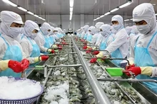 Procesamiento de camarones para las exportaciones. (Foto: baoangiang.com)