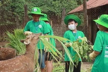 Los jóvenes participan en el campamento de verano Cuc Phuong 2024 en el Parque Nacional Cuc Phuong. (Foto: VNA)