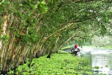 El bosque de cajeput de Tra Su en temporada de aguas altas.
