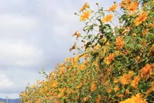 El amarillo de los girasoles silvestres en la Altiplanicie Occidental de Vietnam. (Foto: VNA)