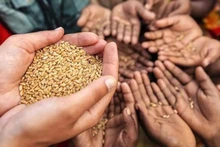El mundo ante la acechante inseguridad alimentaria 