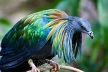 La paloma de Nicobar (Caloenas nicobarica) es una especie de ave columbiforme de la familia Columbidae. (Fotografía: VNA)