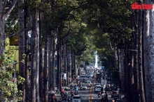 Bajo el intenso calor de Ciudad Ho Chi Minh, las calles arboladas ayudan a la gente a sentirse más cómoda y fresca. (Fuente: VNA)