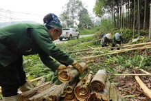 Agricultores en la provincia de Lao Cai cosechan canela (Foto: VNA)