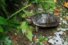 Lanzan una guía para identificar tortugas terrestres y de agua dulce en Vietnam Medio ambiente