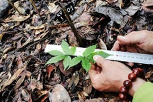 Despliegan cultivo piloto de ginseng de Ngoc Linh en Reserva Natural de Hon Ba. (Fotografía: VNA)