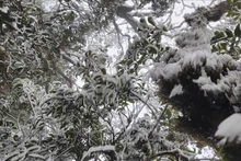 Aparece nieve en la cima de la montaña Ta Xua. (Foto: VNA)