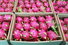 Vietnam exporta pitaya de pulpa roja y amarilla al mercado de Arabia Saudita. (Foto: Internet)