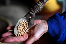 Las semillas de soja se tuestan hasta dorarse y luego se muelen en trozos pequeños, lo que las convierte en el ing principal para hacer salsa de soja. (Foto: VNA)