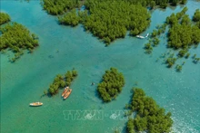 Bosque de manglares de Dam Bay, en la Bahía de Nha Trang, provincia de Khanh Hoa, visto desde arriba. (Foto: VNA)