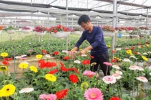 El modelo de cultivo de flores en la comuna de Tich Giang recibe ayuda financiera del Fondo de Promoción Agrícola de la ciudad capital. (Fotografía: hanoimoi.com.vn)