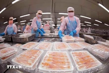 Procesamiento de mariscos para exportación. (Foto: VNA)