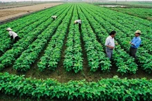 El desarrollo agrícola sostenible no puede prescindir del papel de las cooperativas. (Foto ilustrativa. Foto: vneconomy.vn)