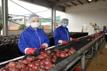 La maracuyá vietnamita se procesa intensivamente para su exportación a Estados Unidos y la Unión Europea. 