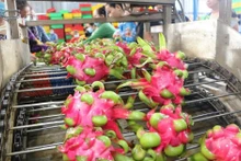 Procesamiento de pitahaya para exportación. (Foto: VNA)