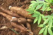 Exportaciones de yuca experimentan un crecimiento récord en enero (Foto: hiephoisanvietnam.org.vn)