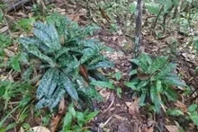 Una población de orquídea Paphiopedilum callosum (Rchb.f.) Stein descubierta en la provincia de Dak Lak. 