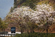 Año Nacional del Turismo 2024: Regreso a la tierra de la Flor de Bauhinia blanca