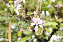 Flores ‘ban’ brotan en las calles de Hanói