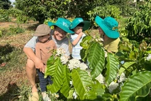 Exploran plantaciones de café especiales en provincia vietnamita de Dak Lak (Foto: VOV)