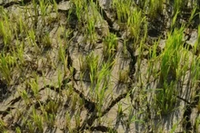 Los campos de arroz de la población de la comuna de Bong Krang, distrito de Lak (Dak Lak) sufren a la sequía. (Foto: VNA)