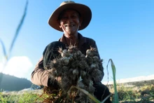Cultivo del ajo ayuda a los pobladores de Ly Son a salir de la pobreza