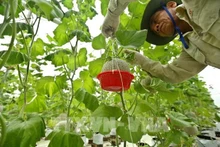 Un modelo de agricultura inteligente en la provincia norteña de Bac Ninh. (Fotografía: VNA)