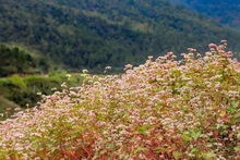 Los campos de flores de alforfón a lo largo de la Carretera Nacional 4C y la Carretera Provincial 176 en Ha Giang están luciendo nuevos colores púrpura, blanco y rosa, típicos de las flores de trigo sarraceno. (Foto: Vietnam+)