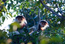 El langur jaspeado con el nombre científico de Pygathrix nemaeus vive en familias individuales con sólo un macho adulto, 2-3 hembras (esposas) y niños.