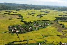 Campos de arroz en la comuna de Hoa Quang Bac, distrito de Phu Hoa, en la temporada de verano-otoño. 