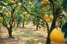 Pomelo de Dien es una especie famosa de la comuna de Phu Dien. Tiene una forma pequeña con un sabor dulce que le agrada a muchas personas.