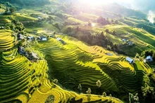 Temporada de arroz maduro en Sapa. 